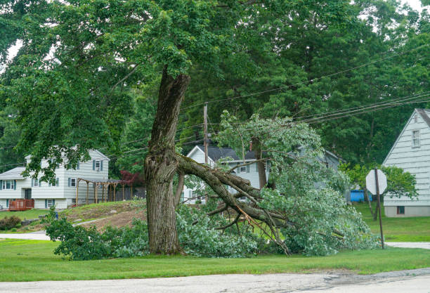 Residential Tree Removal in Pikeville, KY